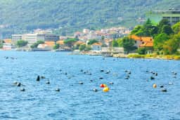 Rows of aquaculture buoys floating offshore in the Bay near Bijela