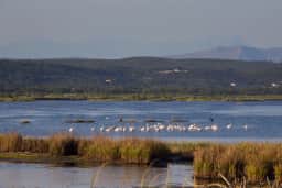 The flooded basins and reedbeds of Ulcinj Salina with a flock of birds and mountains behind