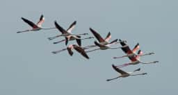 A squadron of greater flamingos in flight over Ulcinj Salina