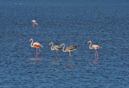 Adult flamingos with grey-brown juveniles wading at Ulcinj Salina
