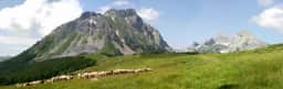 Sheep crossing a high meadow beneath Komovi peaks
