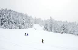 Skiers descending a snow-covered forest piste near Kolašin