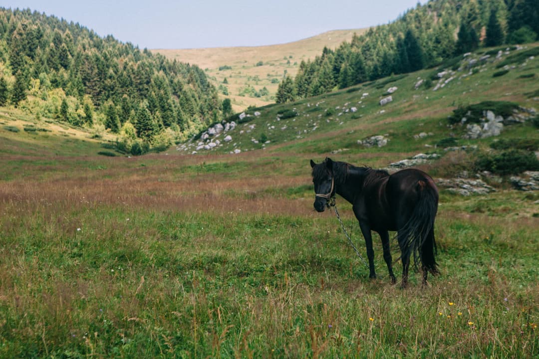 Lake Skadar wetland and mountain landscape near Virpazar