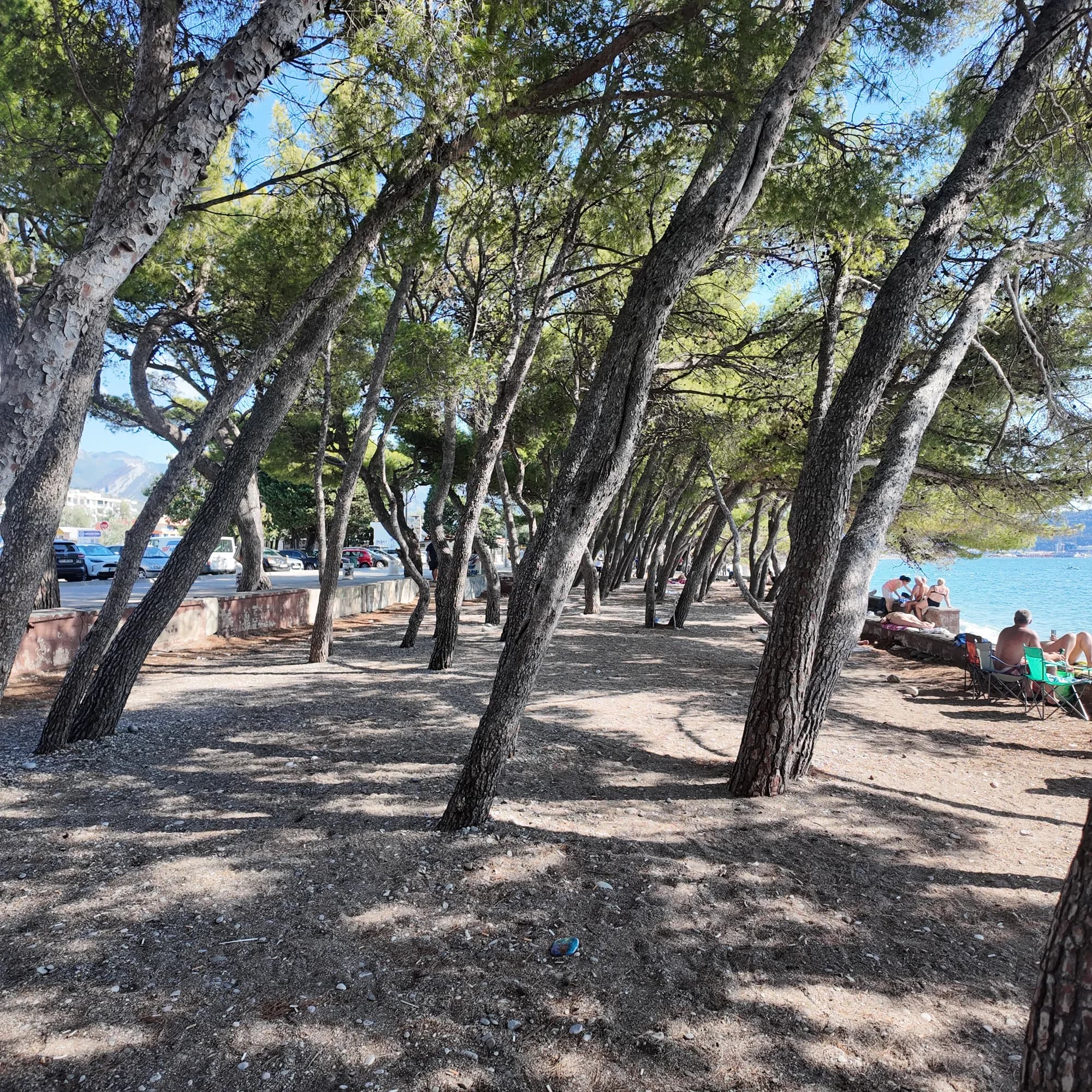 Shade under an Aleppo pine on the backshore of Žukotrlica, the sea a few steps away