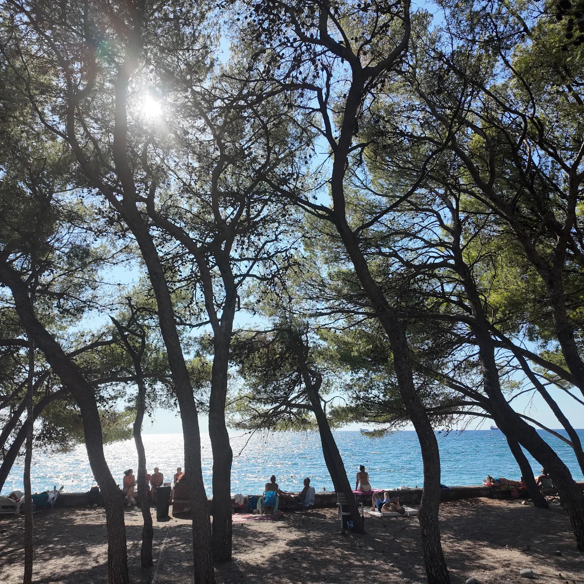 Low sun through the pines at Žukotrlica beach
