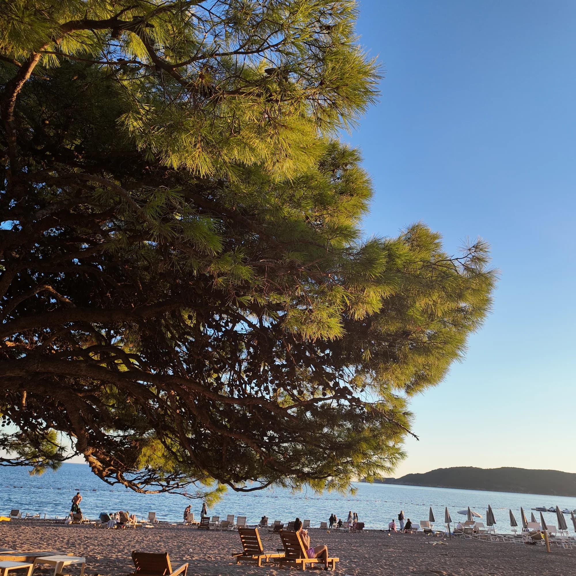 A large pine leaning over the western end of Bečići beach, sunbeds in its shade and Sveti Nikola island offshore