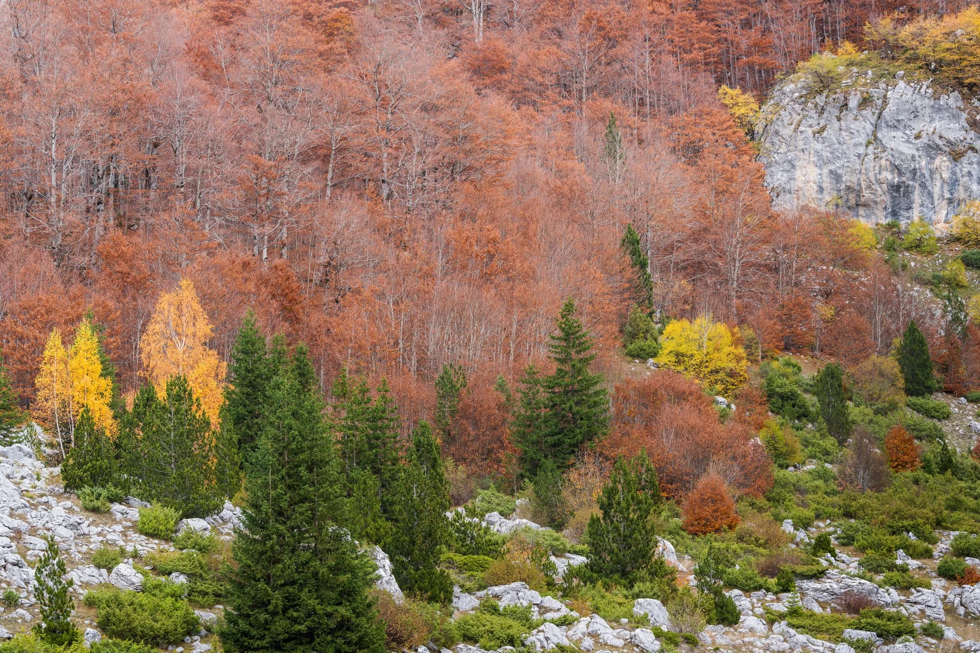 Meadow and limestone in Prokletije