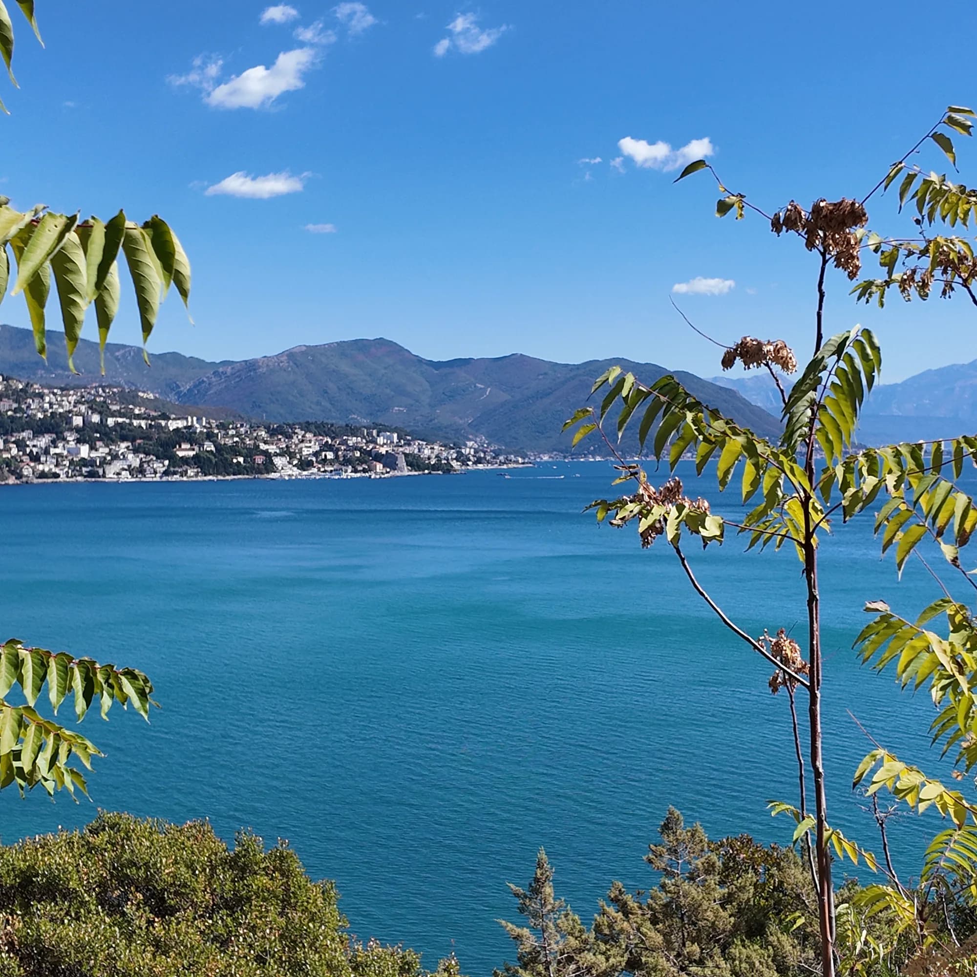 The bay from the Njivice shore, Herceg Novi and Igalo along the far side, framed by a young tree