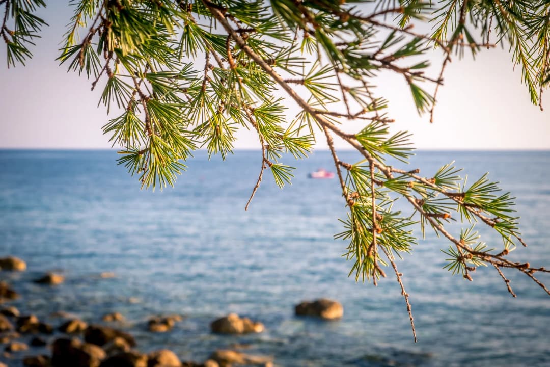 Pine branches over the sea on the cliff path from Kamenovo toward Pržno