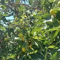 Sobe za iznajmljivanje - Sutomore Vila Ljubica fotografija 14