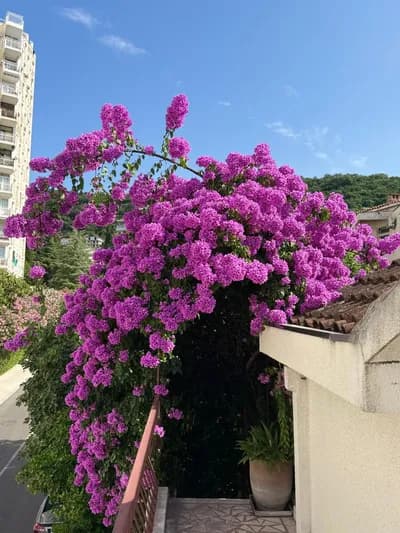 Apartmani Matijašević - Igalo fotografija 11
