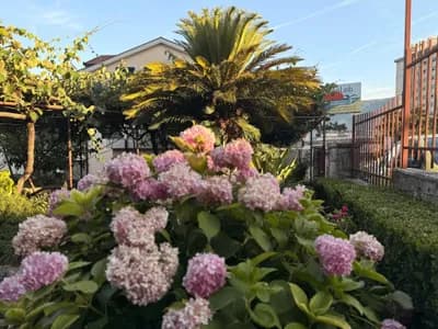 Apartmani Matijašević - Igalo fotografija 19