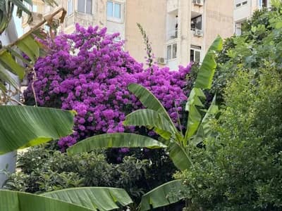 Apartmani Matijašević - Igalo fotografija 26