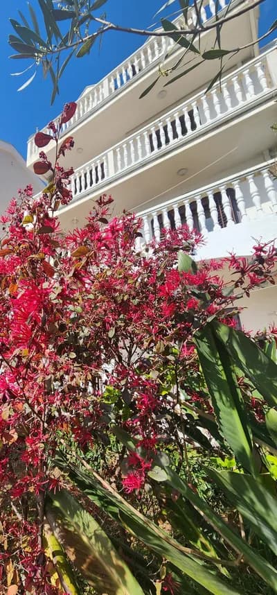 Spring at the villa — crimson loropetalum in bloom against the white balconies