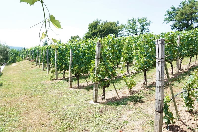 Castel Savina Winery: What to Know Before a Tasting