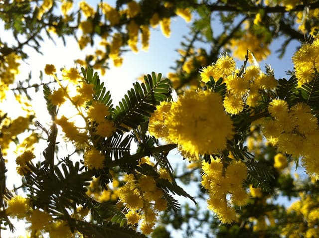 Herceg Novi Mimosa Festival: The Flower, the Feast and the Facts