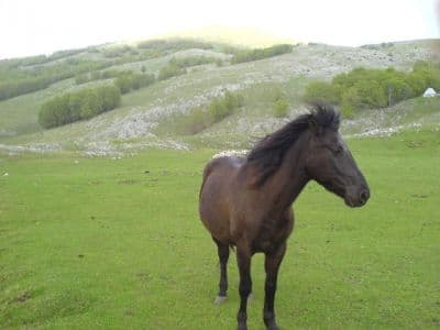horse_montenegro.jpg