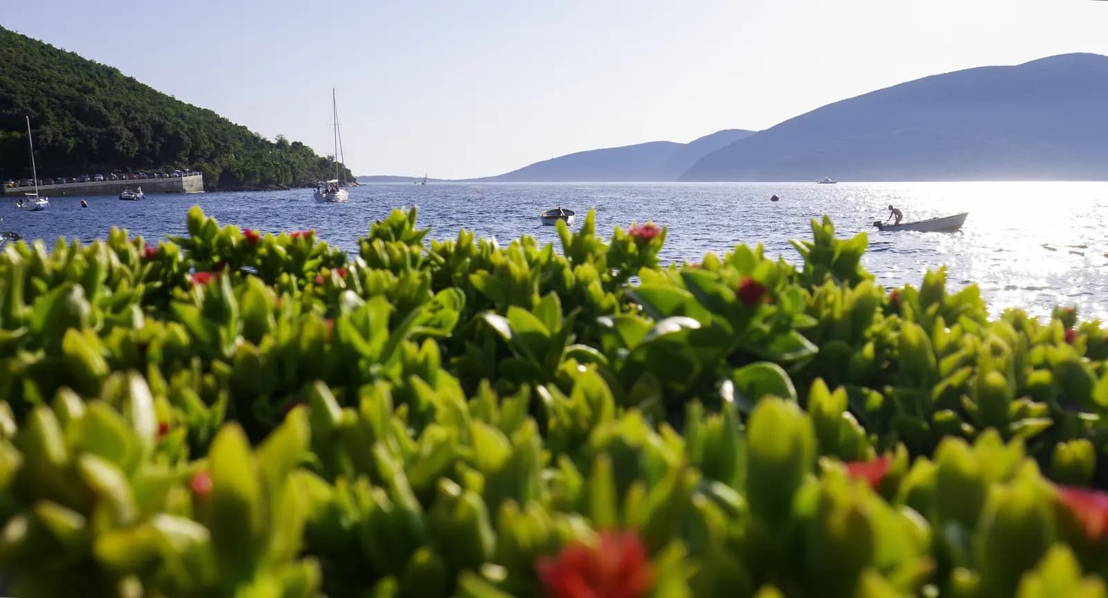Rose - Luštica Peninsula - Montenegro