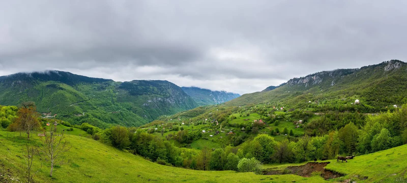 Mojkovac