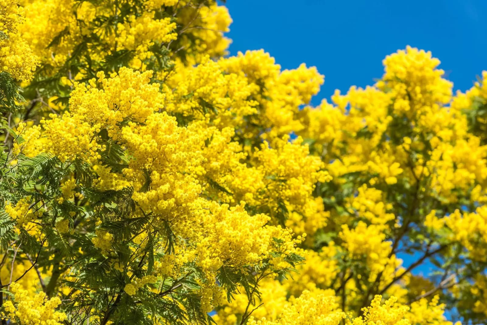 Una Fiesta Que Celebra Flores