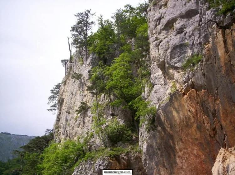 Forested limestone walls above the Piva landscape