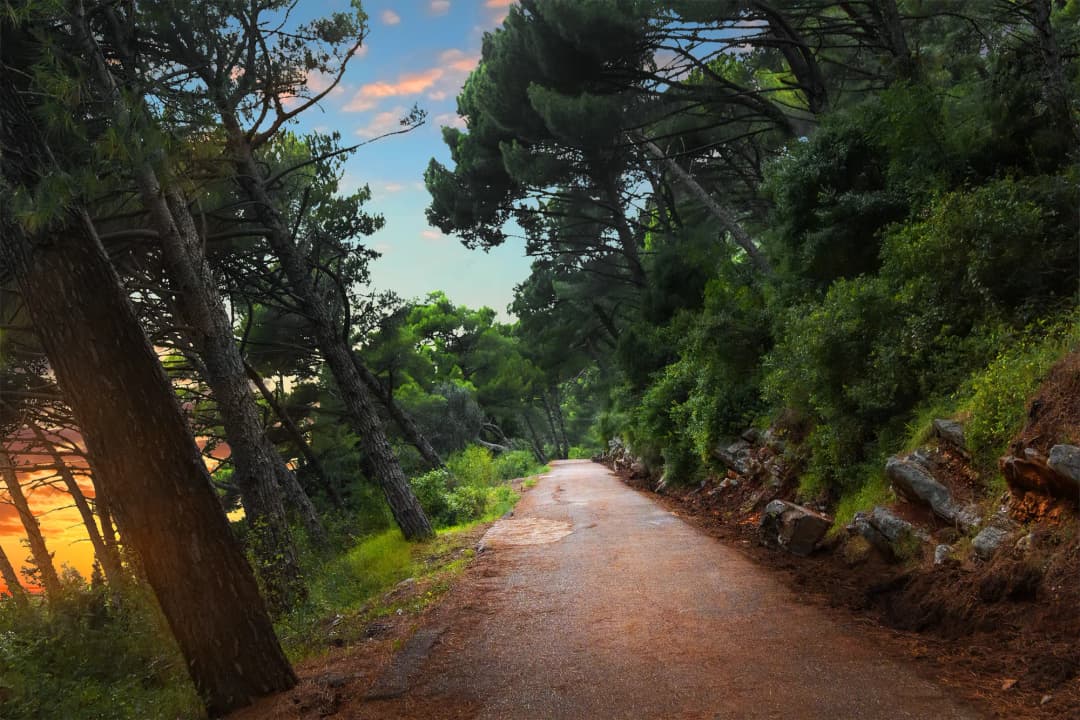 The pine-shaded coastal road below Reževići at sunset
