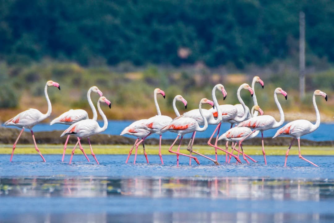 Flamingosi gaze po plitkim isparivačkim bazenima Ulcinjske solane, sa niskim nasipima koji razdvajaju bazene u pozadini.
