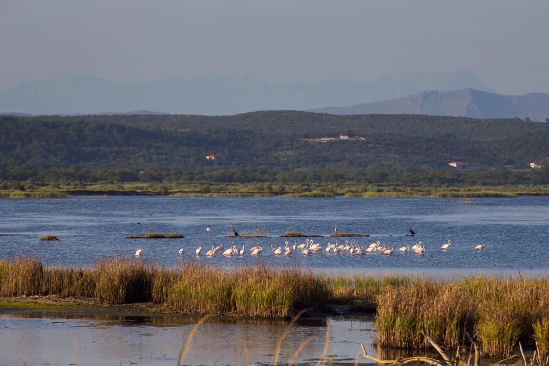 The flooded basins and reedbeds of Ulcinj Salina with a flock of birds and mountains behind