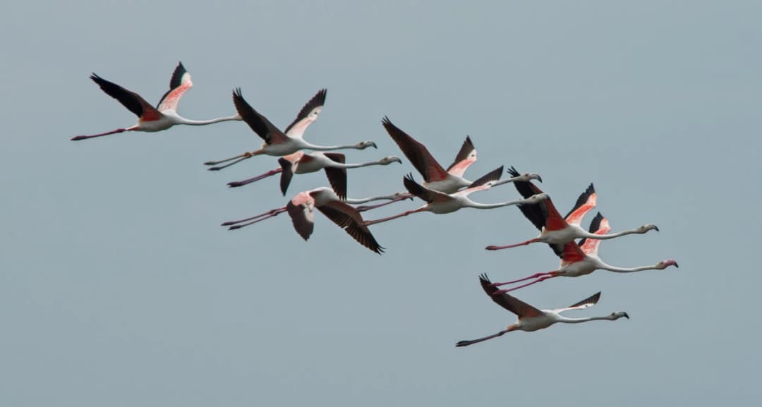 A squadron of greater flamingos in flight over Ulcinj Salina