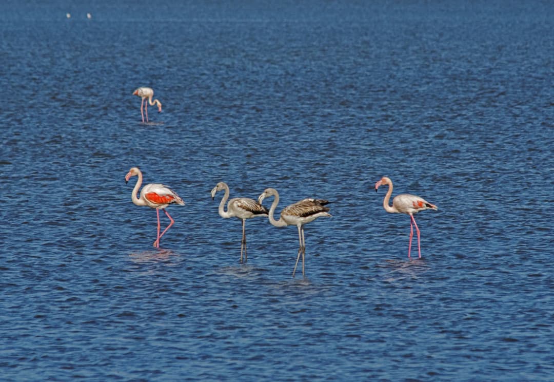 Adult flamingos with grey-brown juveniles wading at Ulcinj Salina