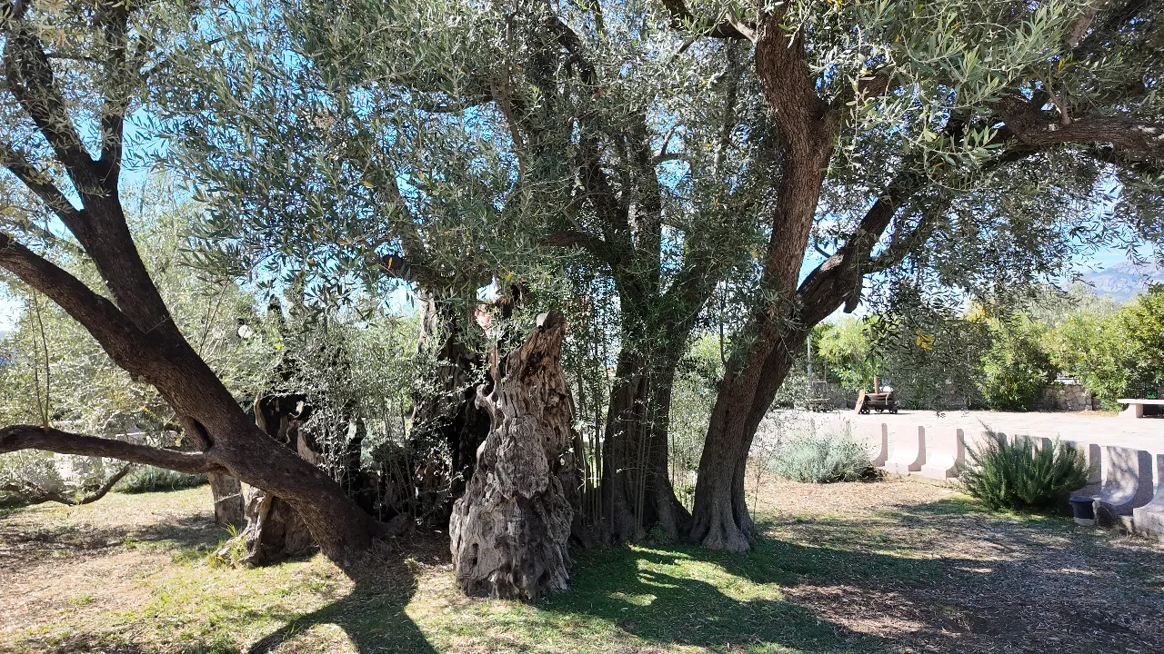 El tronco hendido y hueco del viejo olivo de Mirovica bajo su copa, con un muro bajo y hierba seca detrás
