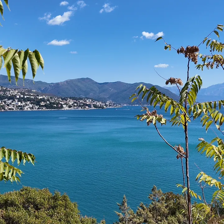 Turquoise water below the Njivice shore, Herceg Novi and Igalo on the far side, a young tree in the foreground