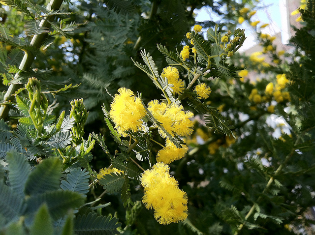 mimoza2
