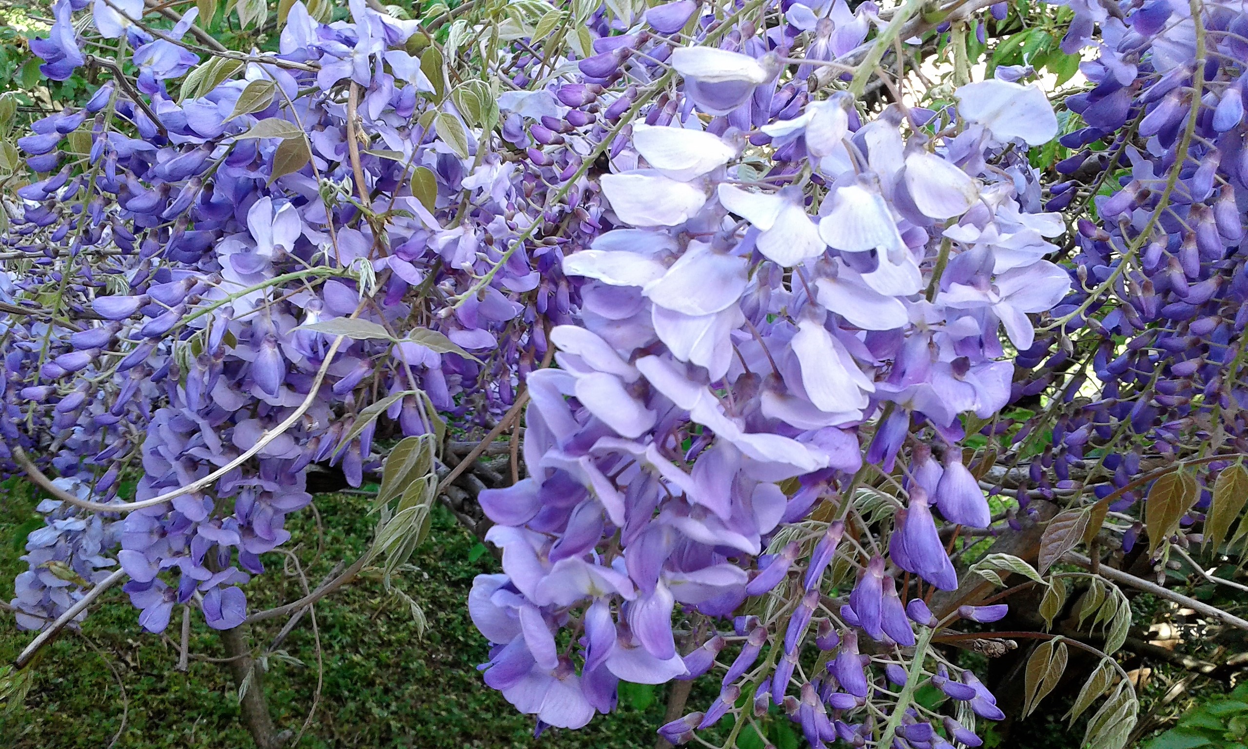 glicinija