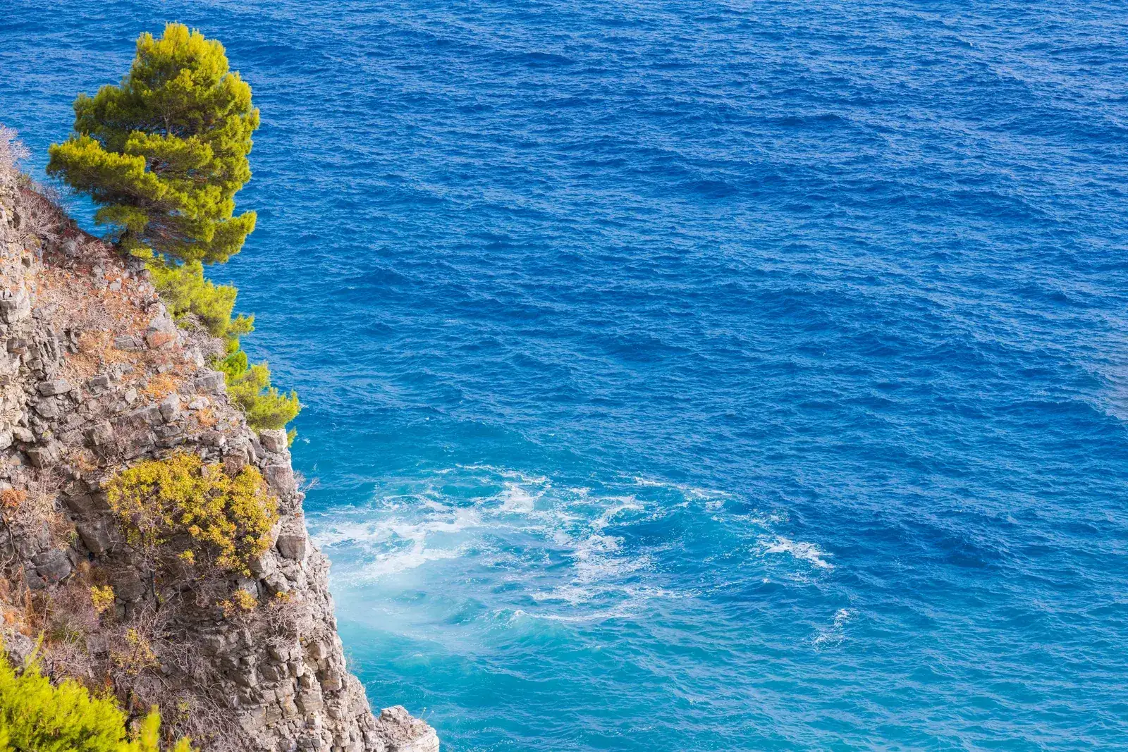 A lone pine on a limestone cliff above the deep blue Adriatic, waves breaking on the rocks below