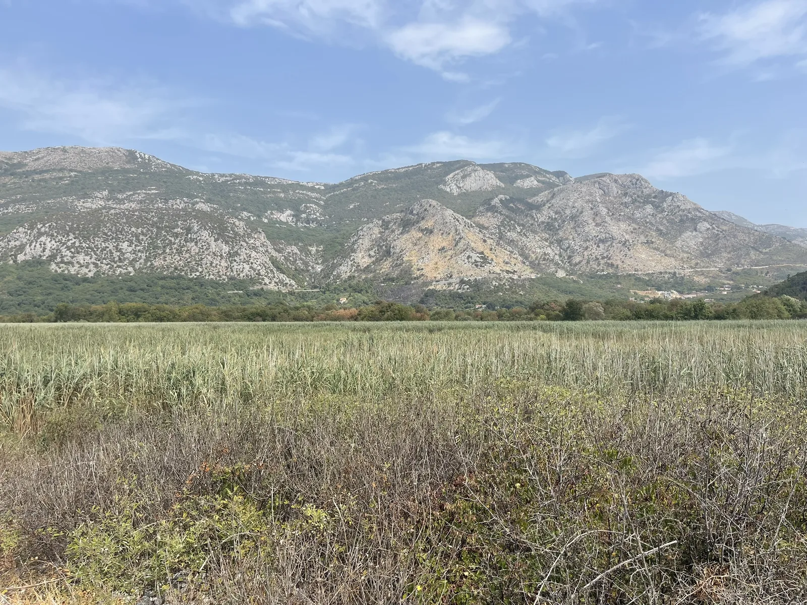 The reed plain behind Buljarica beach, mountains rising beyond it