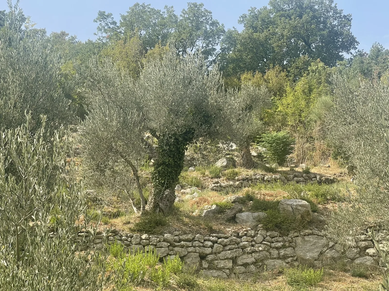 Olive trees on dry-stone terraces on the slope above Buljarica