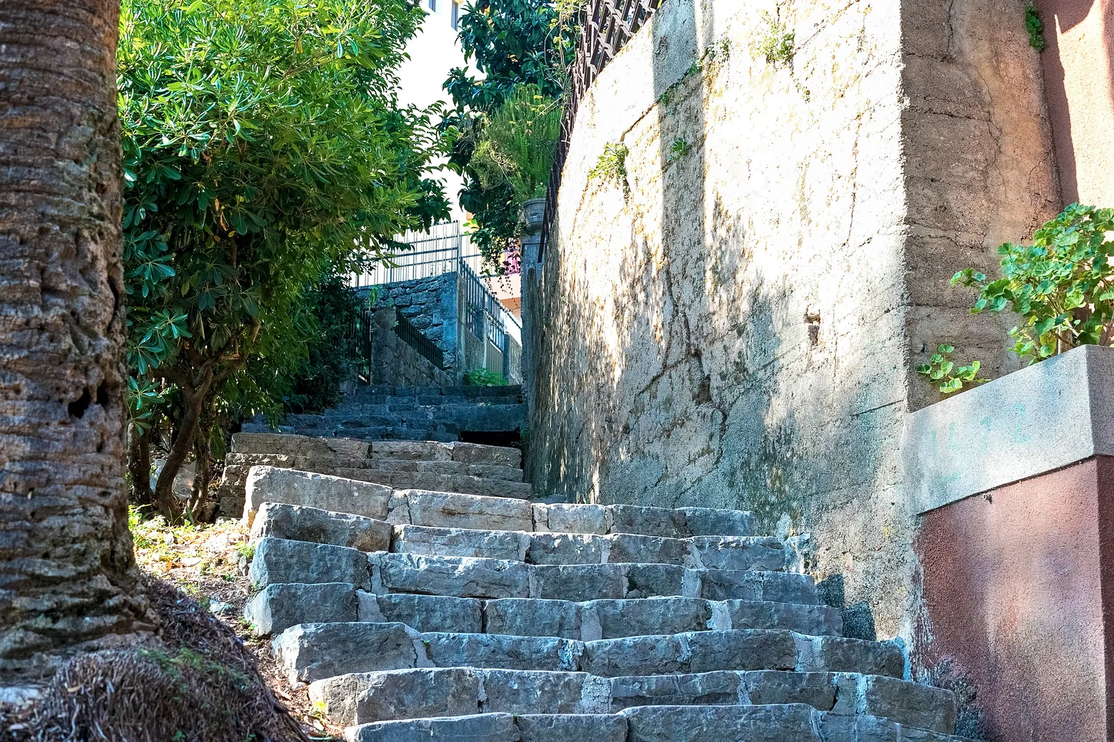 Stone stairs climbing between walls past a palm tree in Herceg Novi, the city of stairs