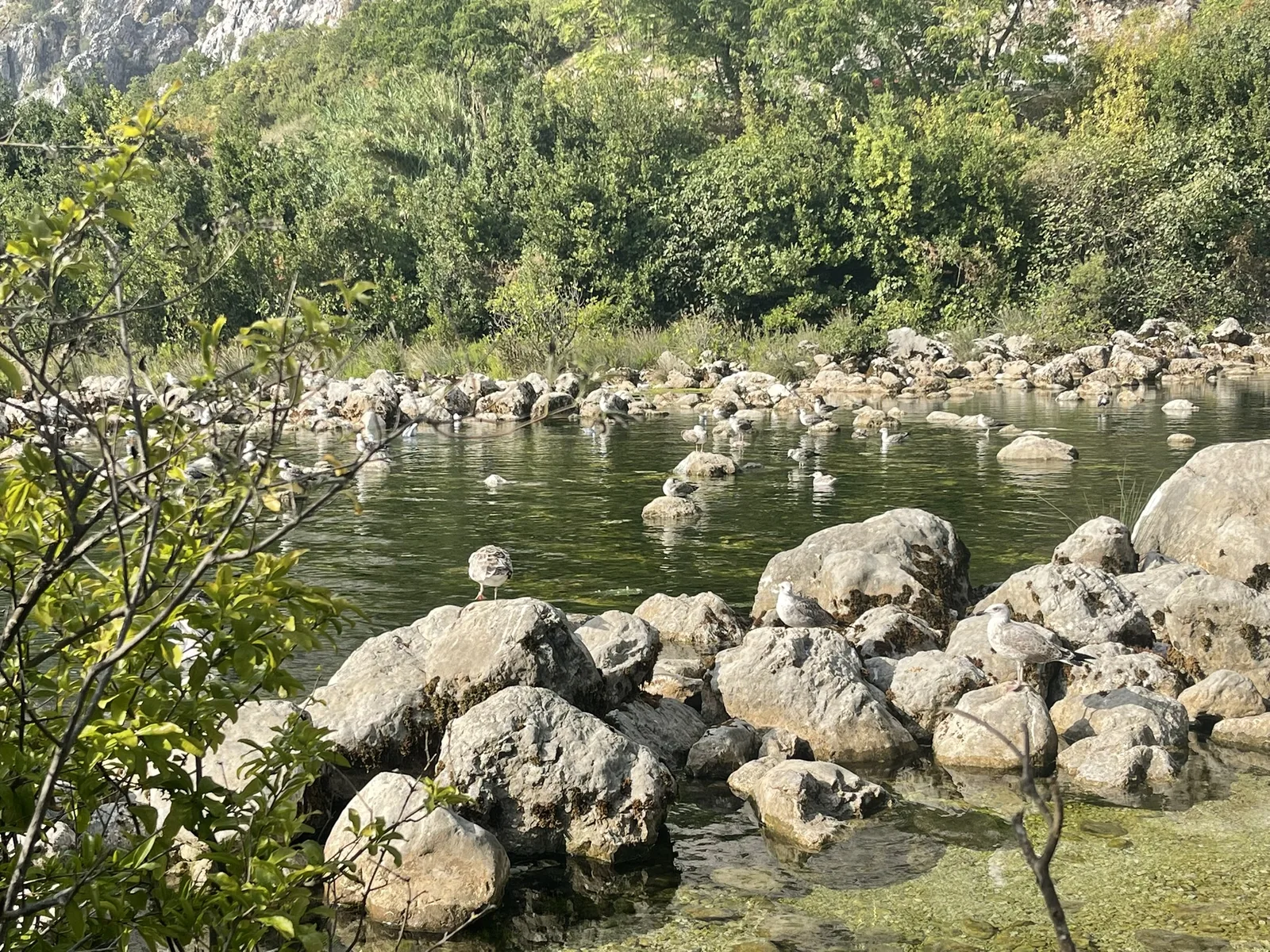 The spring-fed pool of the Ljuta river at Stari Mlini, clear green water over pale stones