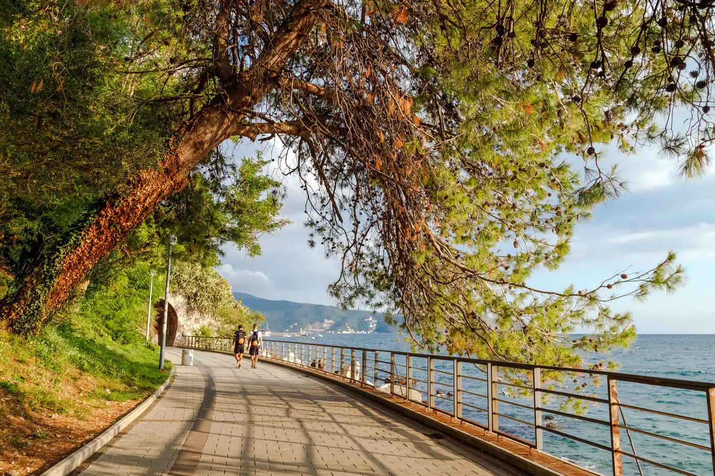 Pine trees shading the Pet Danica seaside promenade in Herceg Novi, Montenegro