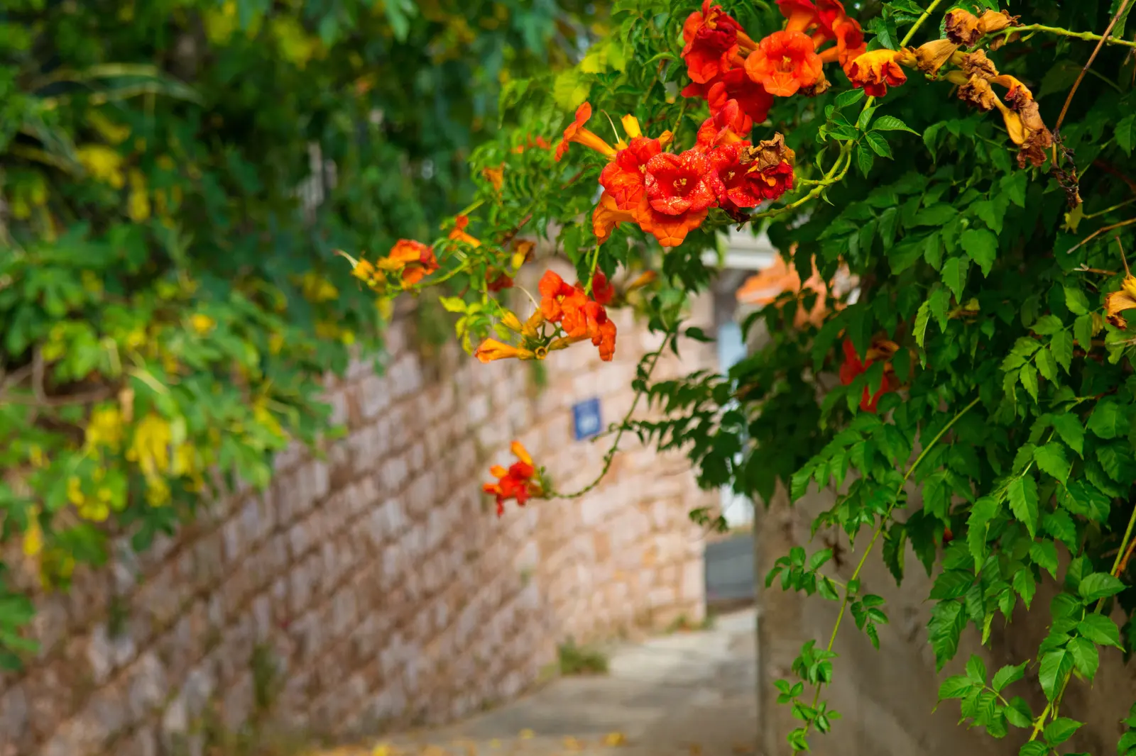 Rose, Montenegro