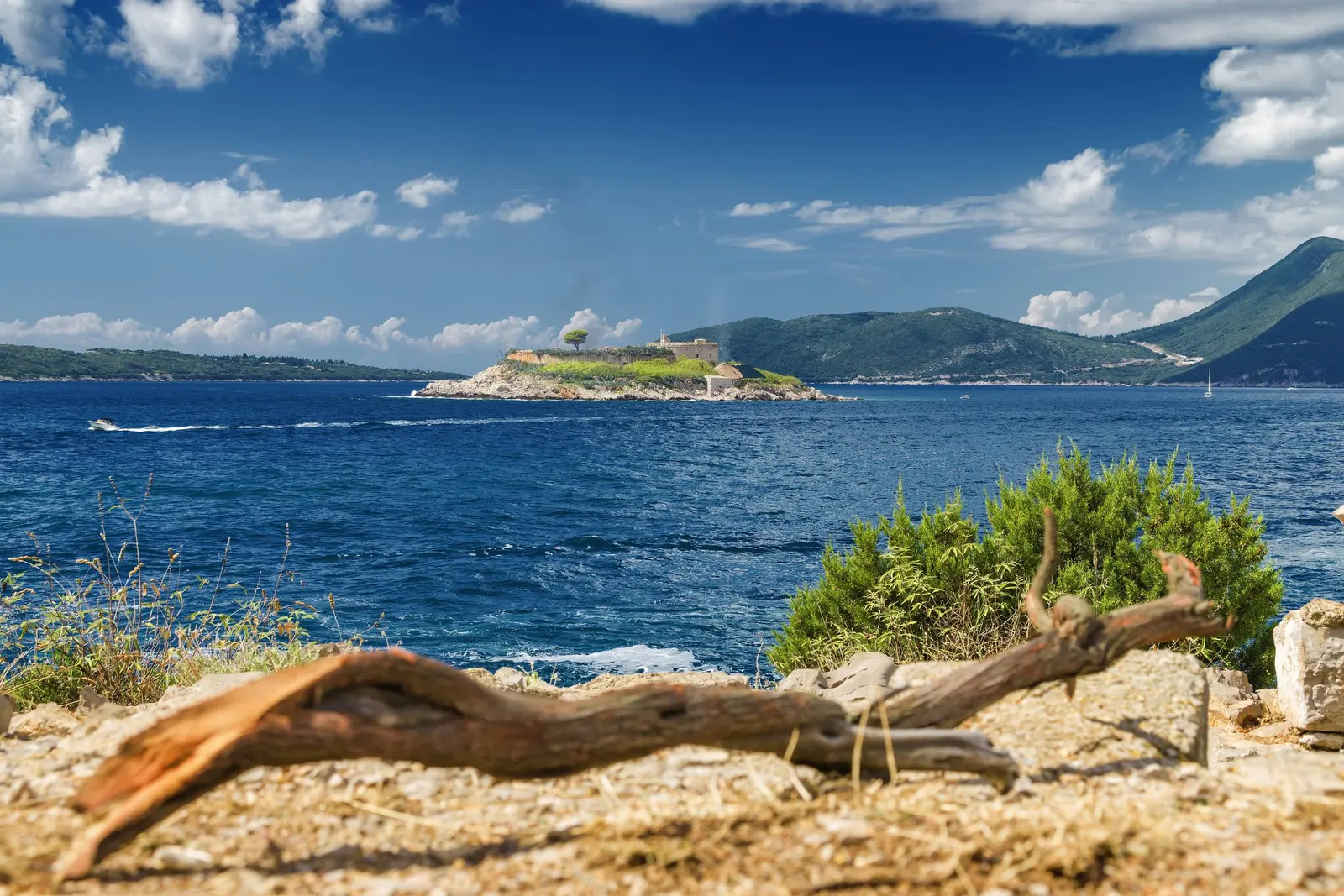 Rose, Montenegro