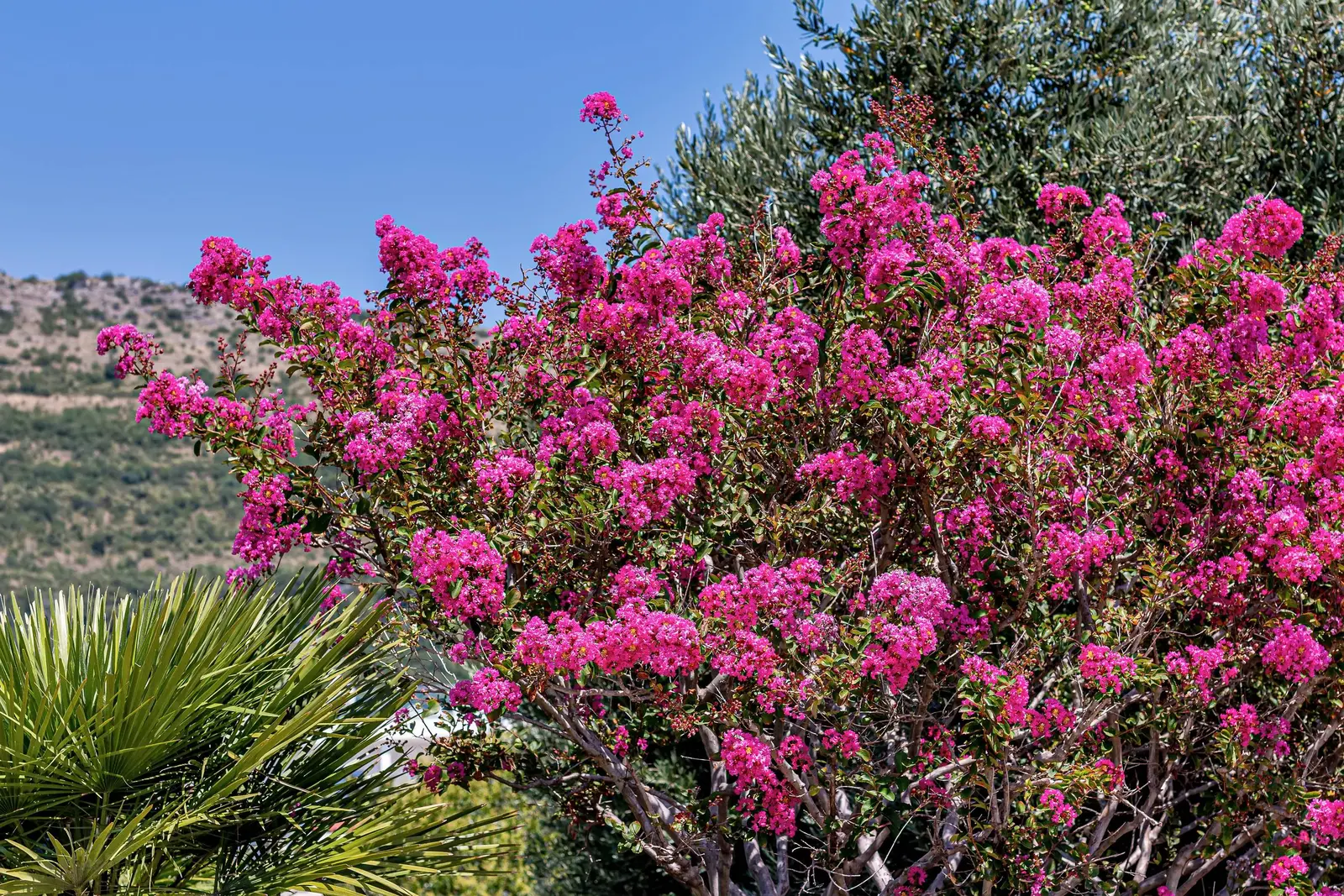 Rose, Montenegro