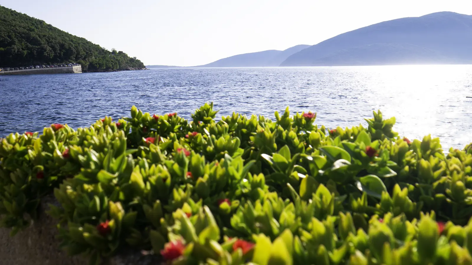 Rose, Montenegro