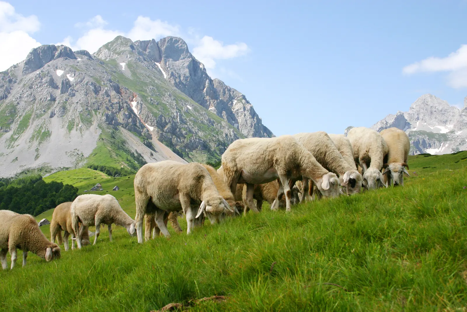 Sheep Closeup Komovi Montenegro