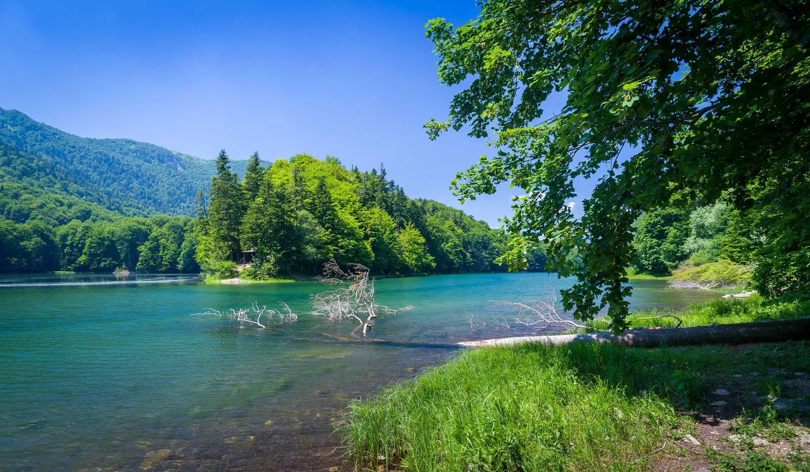 Turquoise Biogradsko Lake bordered by dense summer forest