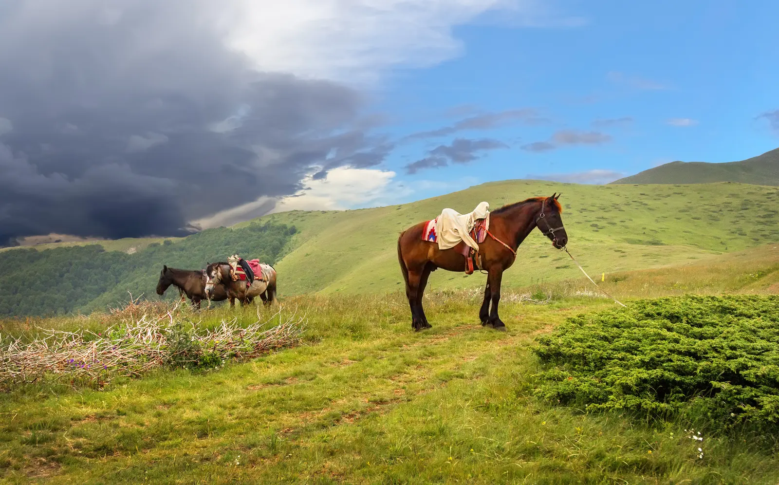 Saddled horses on open Bjelasica pasture beneath approaching rain clouds