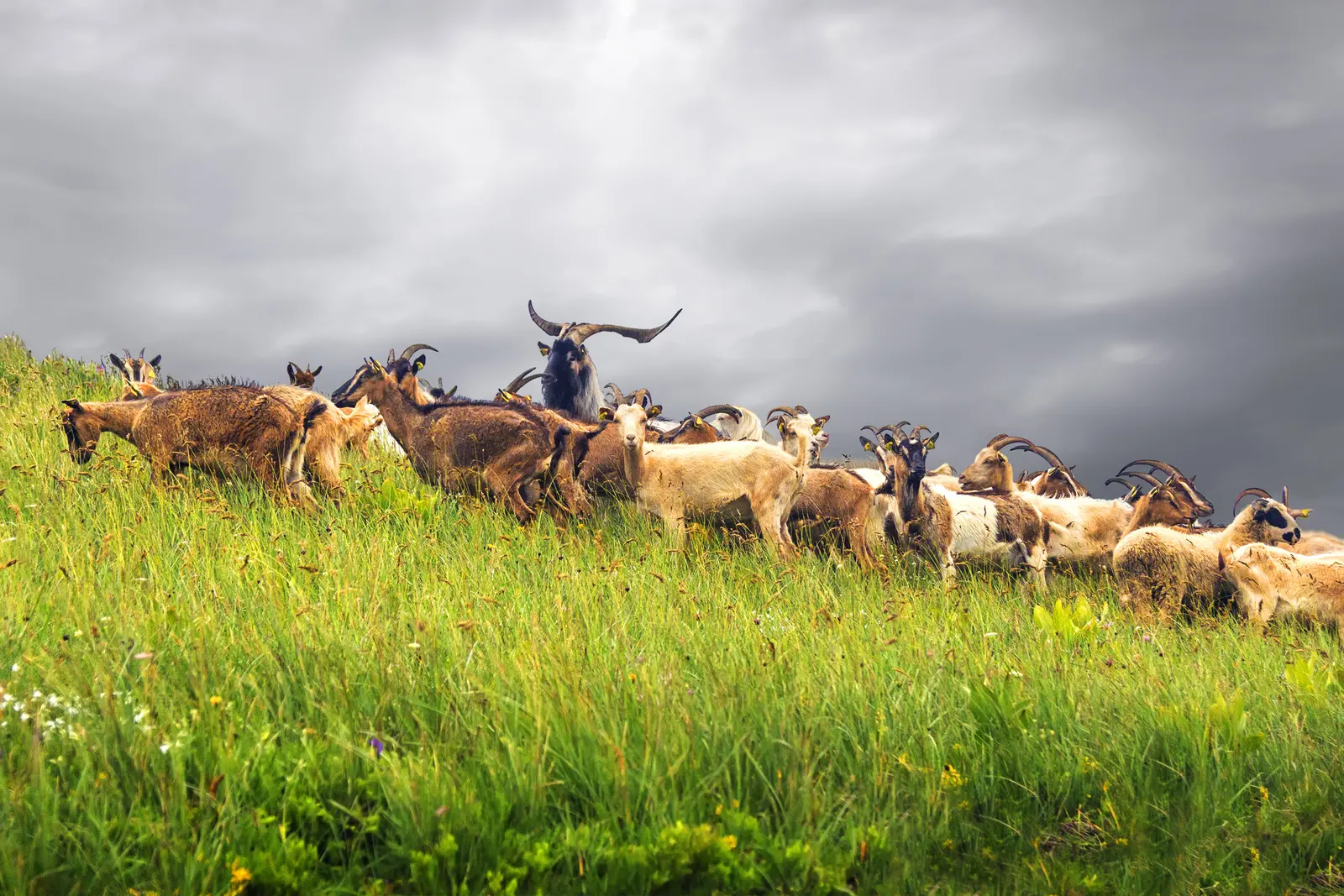Herdofgoats On Hillside, Montenegro